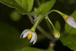 Black nightshade